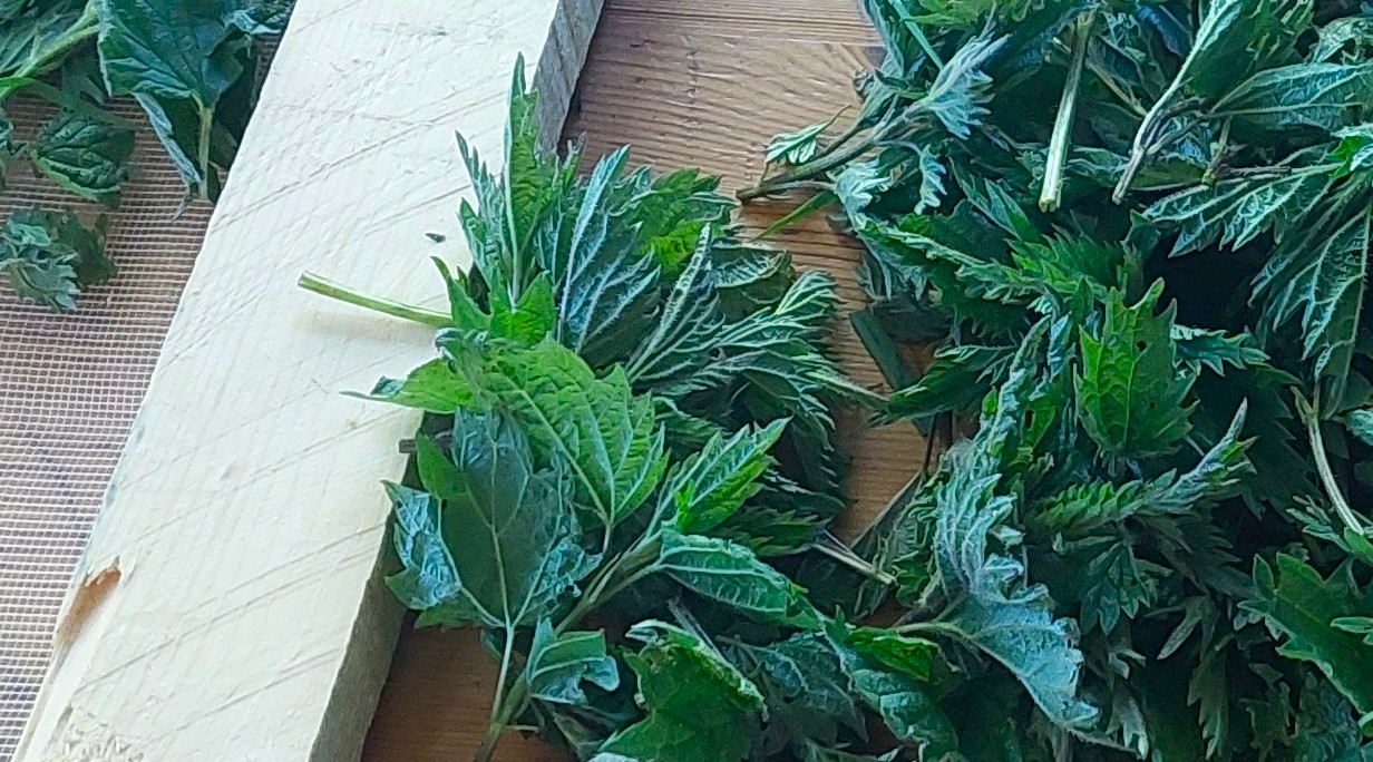 Gather ye Nettles while ye may!